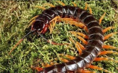 世界十大巨型蜈蚣排名,加拉帕格斯伟人蜈蚣排名第一_62厘米