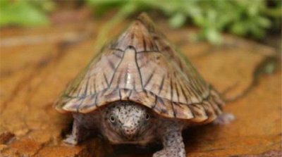 ​地球上10大最厉害的乌龟：剃刀龟以凶猛著称