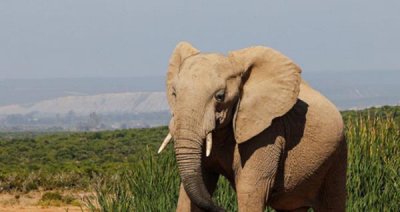 ​地表最强壮的十大动物：大象老虎狮子通通上榜