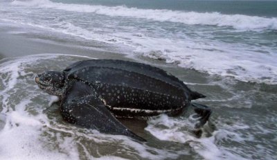 ​全球10大最凶猛的乌龟：棱皮龟和鳄龟全入榜，你敢养吗？