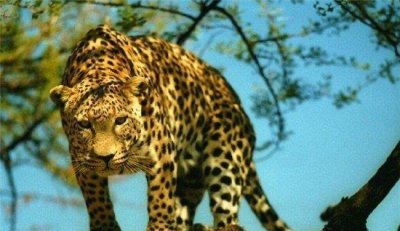 ​桑给巴尔豹史上最凶残猎豹，在反巫术运动中被屠杀灭绝