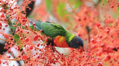 ​地球上10大最美丽的鸟：孔雀上榜，第一名是彩虹吸蜜鹦鹉