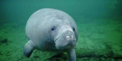 ​怀孕时间最长的十种动物，姥鲨孕期堪比哪吒呀！