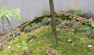 ​巴西蛇岛具有价格不菲的毒蛇，不少人花钱让海军带回