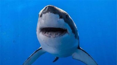 ​全球10大危险动物：大白鲨、湾鳄和大象包揽前三