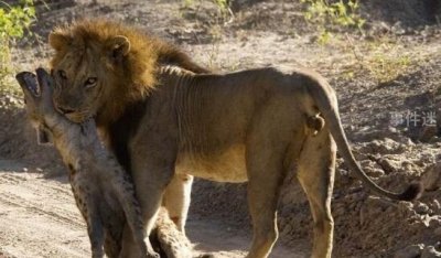 ​狮子为什么不吃鬣狗?对鬣狗恨之入骨(杀死是为了报复)