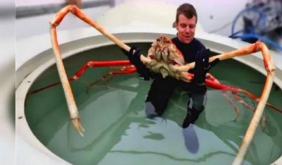 ​世界上最大的螃蟹，日原杀人蟹_沉达40斤/腿长4.2米