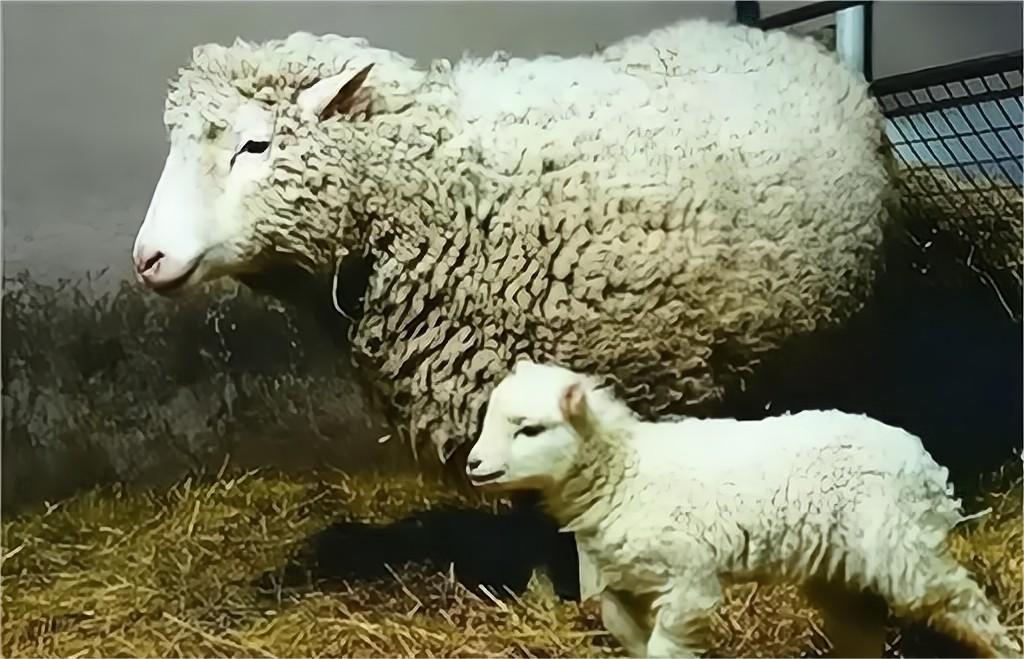 为什么现在很少提到克隆?从多莉的一生中看到答案太可怜了