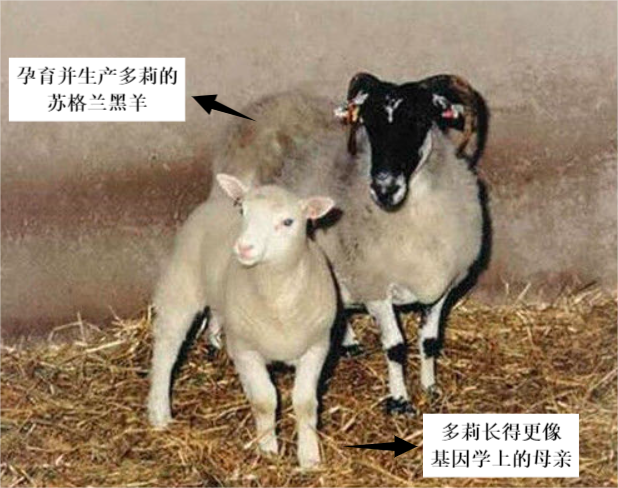 为什么现在很少提到克隆?从多莉的一生中看到答案太可怜了
