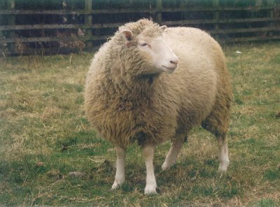 ​为什么现在很少提到克隆？从多莉的一生中看到答案太可怜了