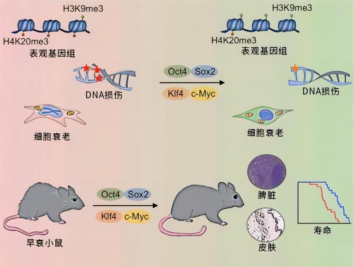 为什么现在很少提到克隆?从多莉的一生中看到答案太可怜了