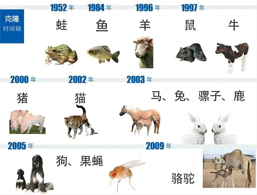 为什么现在很少提到克隆?从多莉的一生中看到答案太可怜了