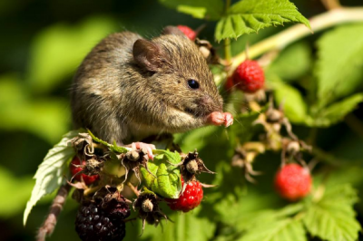 ​老鼠的祖宗是什么动物?东方晓鼠_5000万年前的陈旧鼠类