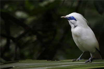​长冠八哥：多休憩在巴厘岛（属于濒危动物）