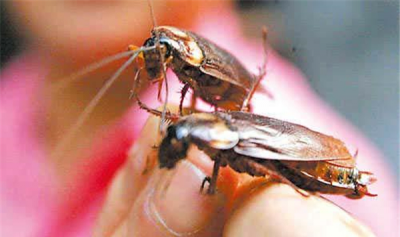 ​甲由为啥没进化成统制者?挨没有死的小强本领大