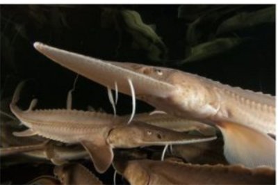 ​密苏里铲鲟：寿命可达40年（恐龙时代就已存在的鲟鱼）