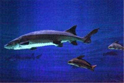 ​太平洋鲟：中国独有物种（国家二级保护动物）