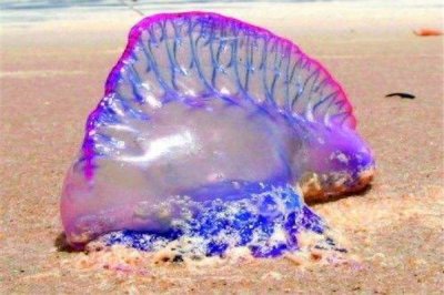 ​僧帽水母：长相清奇像僧侣的帽子由此得名