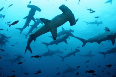 ​路氏双髻鲨：天性残酷会进犯人类的鲨鱼（长相奇异）