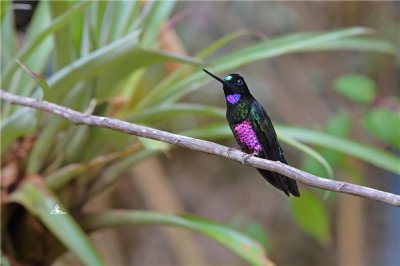 ​乌星额蜂鸟：重要生计在南美洲热戴雨林（属于濒危物种）
