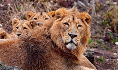 ​为什么雄狮会杀死幼崽 牢固统制便要薄情屠戮