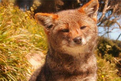 ​达我文狐：美国私有的物种,身体娇小和家养猫相似