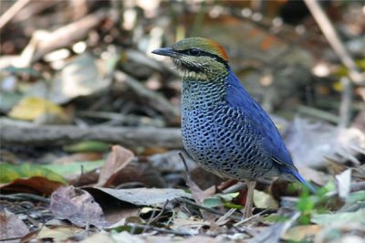 ​泰国八色鸫：分散在泰国和缅甸（是濒危动物）