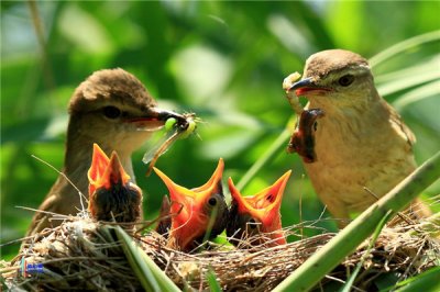 ​大苇莺：属于一种小型的鸟类 喜好在1500米河滨生计