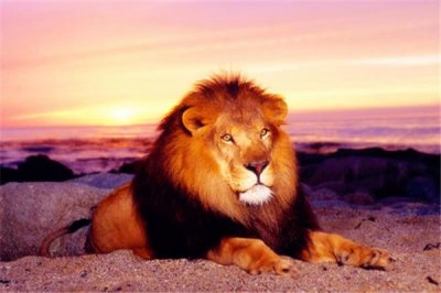 ​狮子临死前为什么要离开狮群：避免近亲繁殖（保证后代健康）