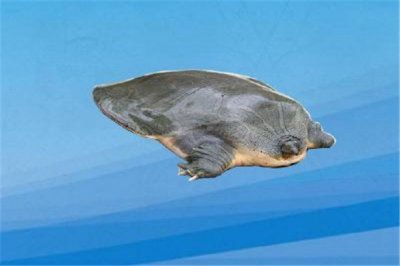 ​纹背鳖：多生活在亚洲南部（体型极为庞大）