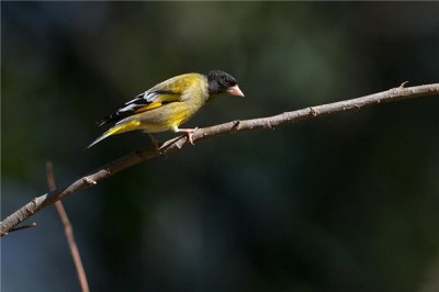 ​乌头红金翅雀：是小型鸟（喜好海拔高的休憩情况）