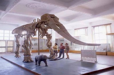 ​黄河象300万前被埋于黄河底 牙齿占身材的一半_长达4米