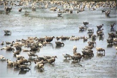 ​拉布拉多鸭：原产地为加拿大（与候鸟相似）