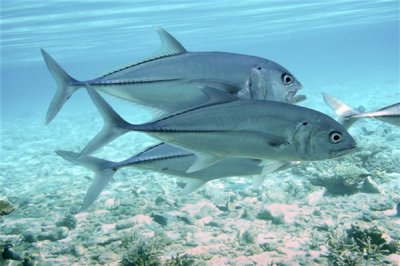 ​六戴鲹：过着小群游生计的一种鱼类（暖水性鱼类）