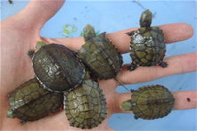 ​锯缘摄龟：趾间蹼不发达（畏惧寒冷环境）