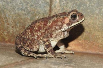 ​非洲胎生蟾蜍：数量锐减即将灭绝（栖息环境遭破坏）