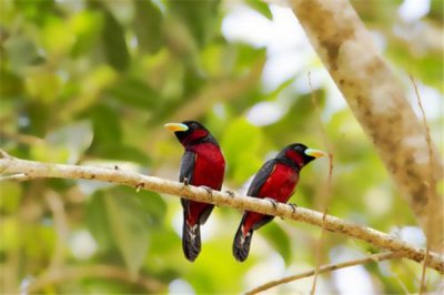 ​关岛阔嘴鸟：身体较为矮胖（喜沼泽区域）