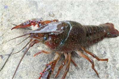 ​小龙虾的祖宗和恐龙一致时期，早在1.4亿年前便已出生