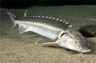 ​裸腹鲟：多生计在海岸和海口（属于淡水生物）