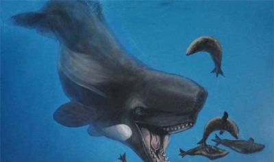​梅我维我鲸的天敌是什么？何以梅我维我鲸会毁灭
