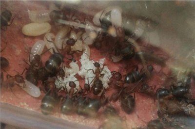 ​不妨逮杀小蚊子的蚂蚁 石狩红蚁（战役力很强盛）