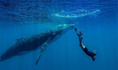 ​鬼鲸身上贴满藤壶似岩石，经常忽然消逝踪迹诡异