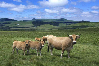 ​本牛因人类逮杀受到毁灭 渐渐衍化落发牛