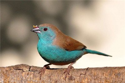 ​赤红裂籽雀：生计在广漠非洲地面的鸟类（形状心爱）