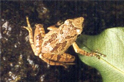 ​卢文氏树蛙：本产地为中国香港（体型很小树上休憩生计）