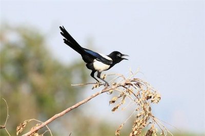 ​圣卢西亚乌雀：多分散在圣卢西亚地域（喜集体生计）