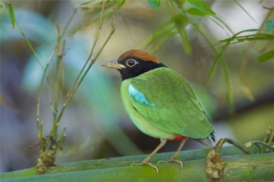 ​绿胸八色鸫：喜好在海拔一千多米的热戴雨林生计着