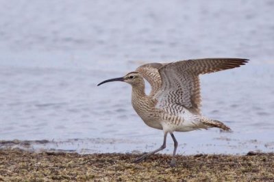 ​细嘴杓鹬:世界最珍稀的鸟类之一_全球不足74只