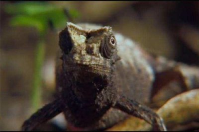 ​刹泰路侏儒变色龙：变色龙经过长期演化（基因变化）