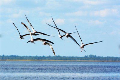 ​乌剪嘴鸥：具有着铰剪普遍的嘴巴（戴来更多逮食机遇）